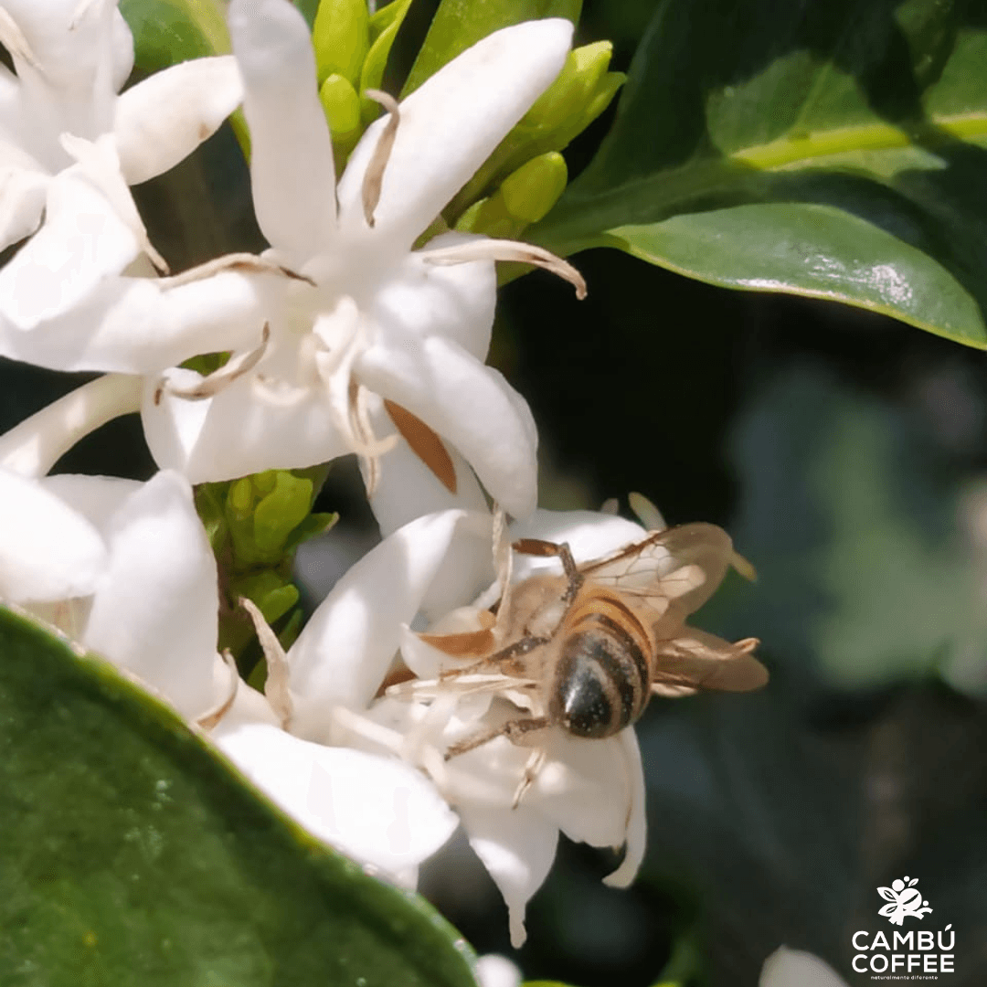 Abelha no cafeeiro Cambú Coffee — sustentabilidade e respeito à natureza