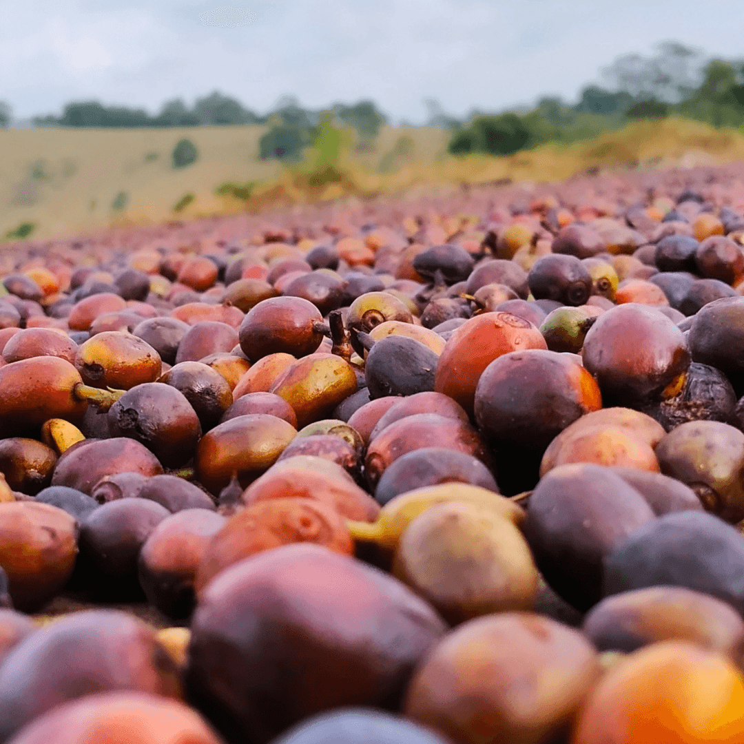 Cerejas de café especial colhidas na fazenda Cambú Coffee