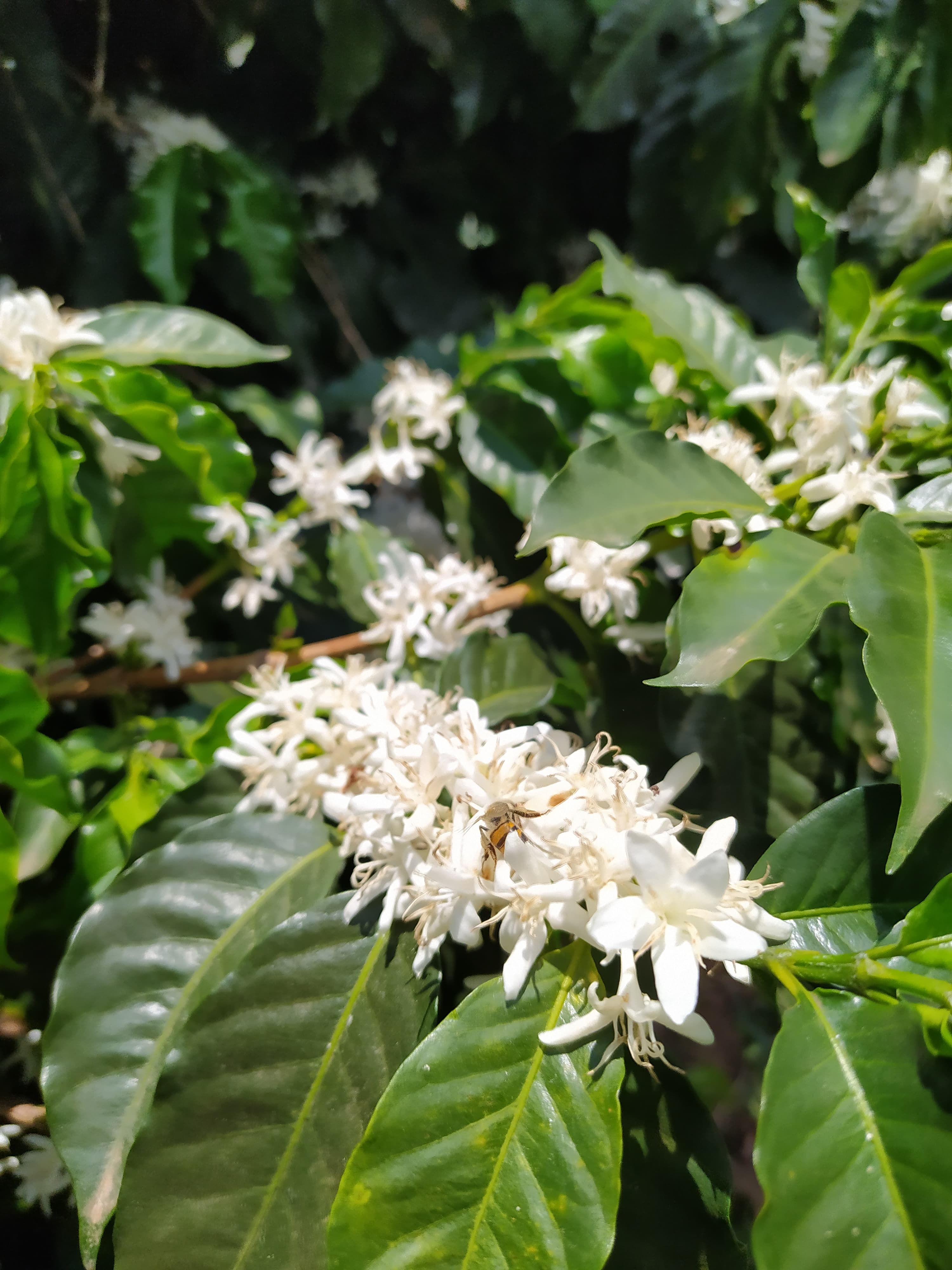 Sustentabilidade Cambú Coffee — campo e natureza